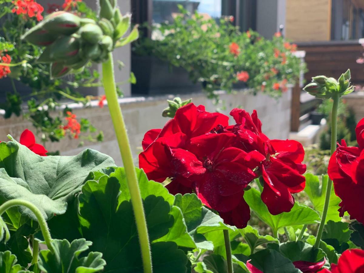 Garden Apart Predeal Eksteriør billede